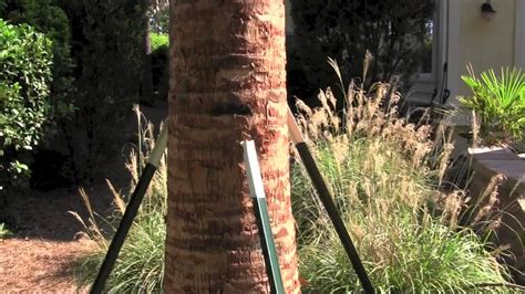 palm tree stakes|How to grow a palm tree .